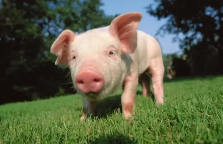 Tablyczya Vymiru Svynej.jpg