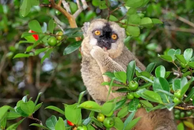 Endemiky V Geografiyi Vyznachennya Ponyattya I Pryklady Ridkisnyh Vydiv