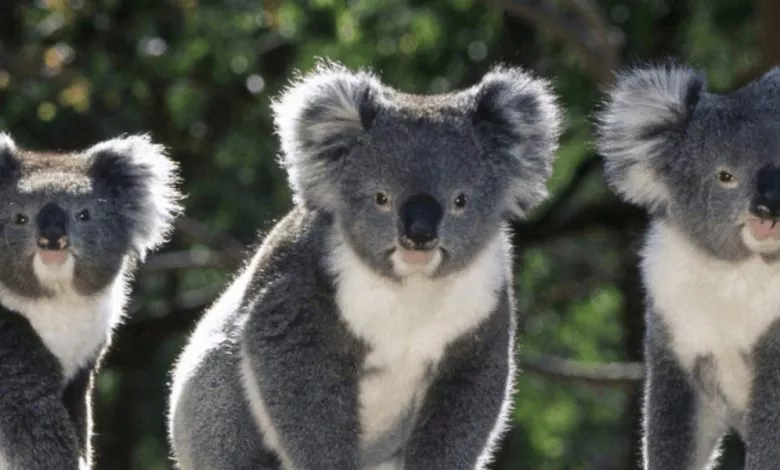 Yak Vinikayut Endemiki