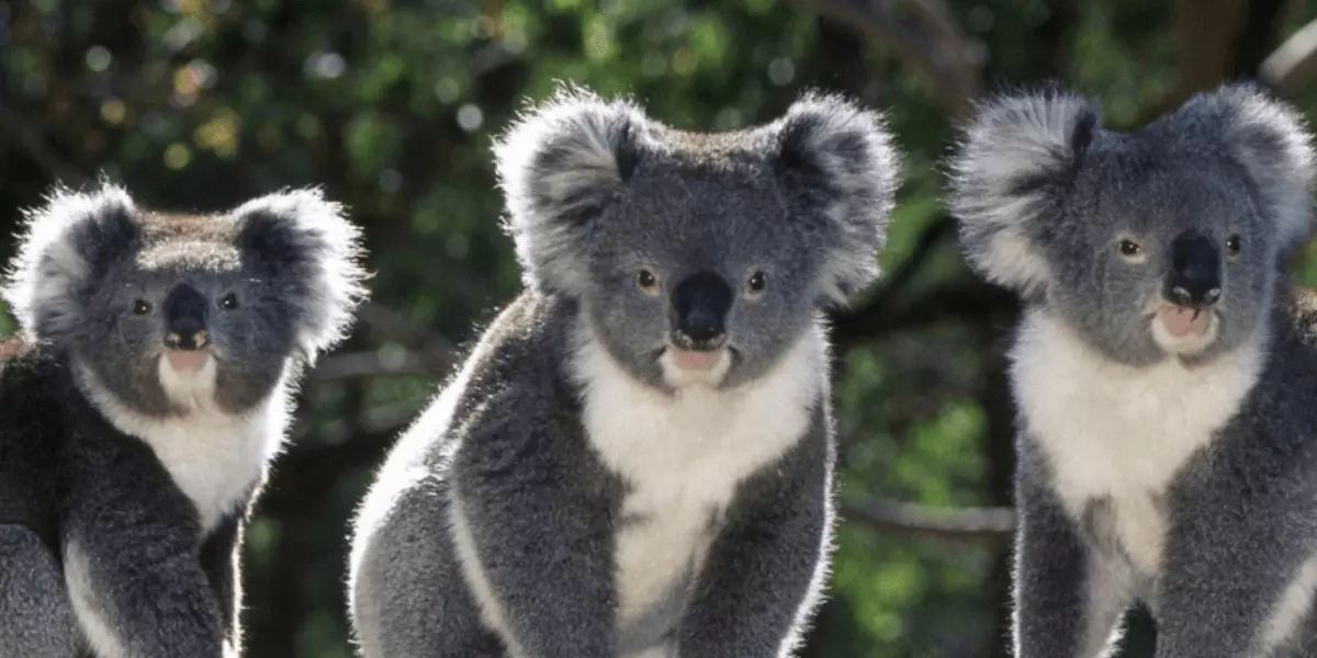 Yak Vinikayut Endemiki