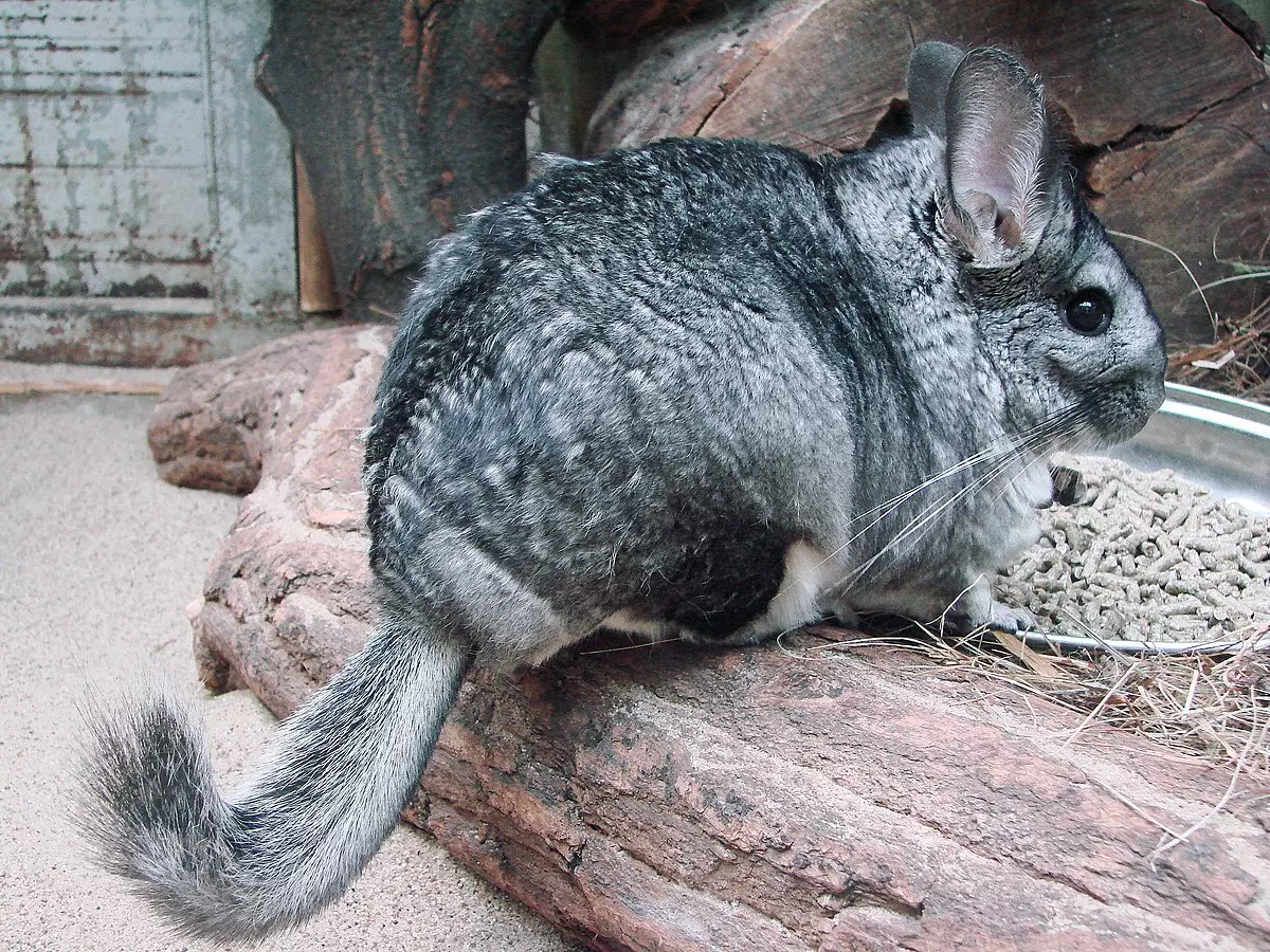 Chinchilla Lanigera Wroclaw Zoo 2