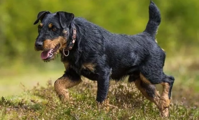 Jagdterrier Gog Breed Characteristics 2