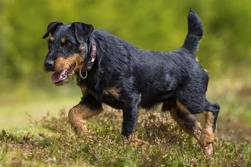Jagdterrier Gog Breed Characteristics 2