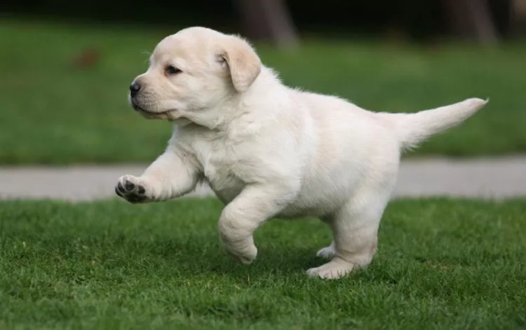 Labrador Puppy