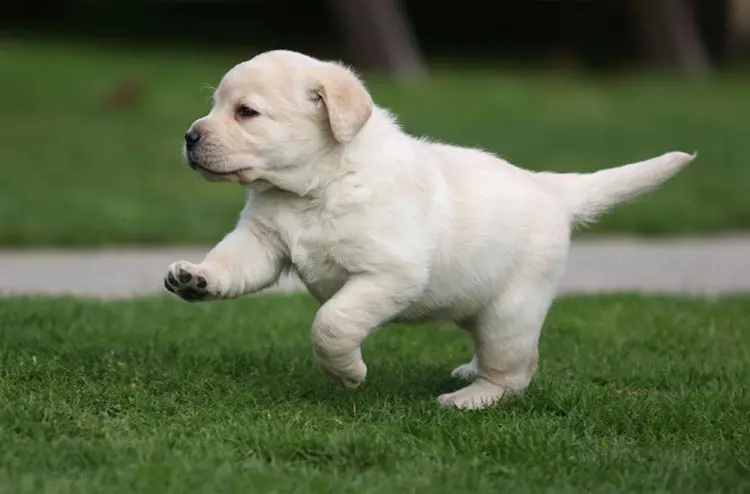 Labrador Puppy