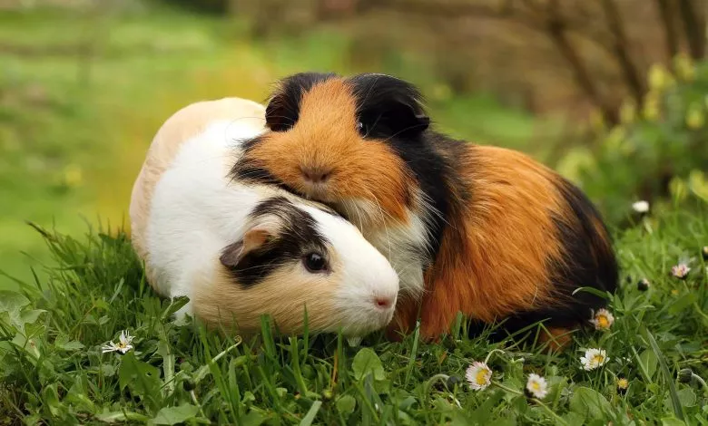 Shcho Potribno Znaty Pro Morsku Svynku Shist Kharakterystyk