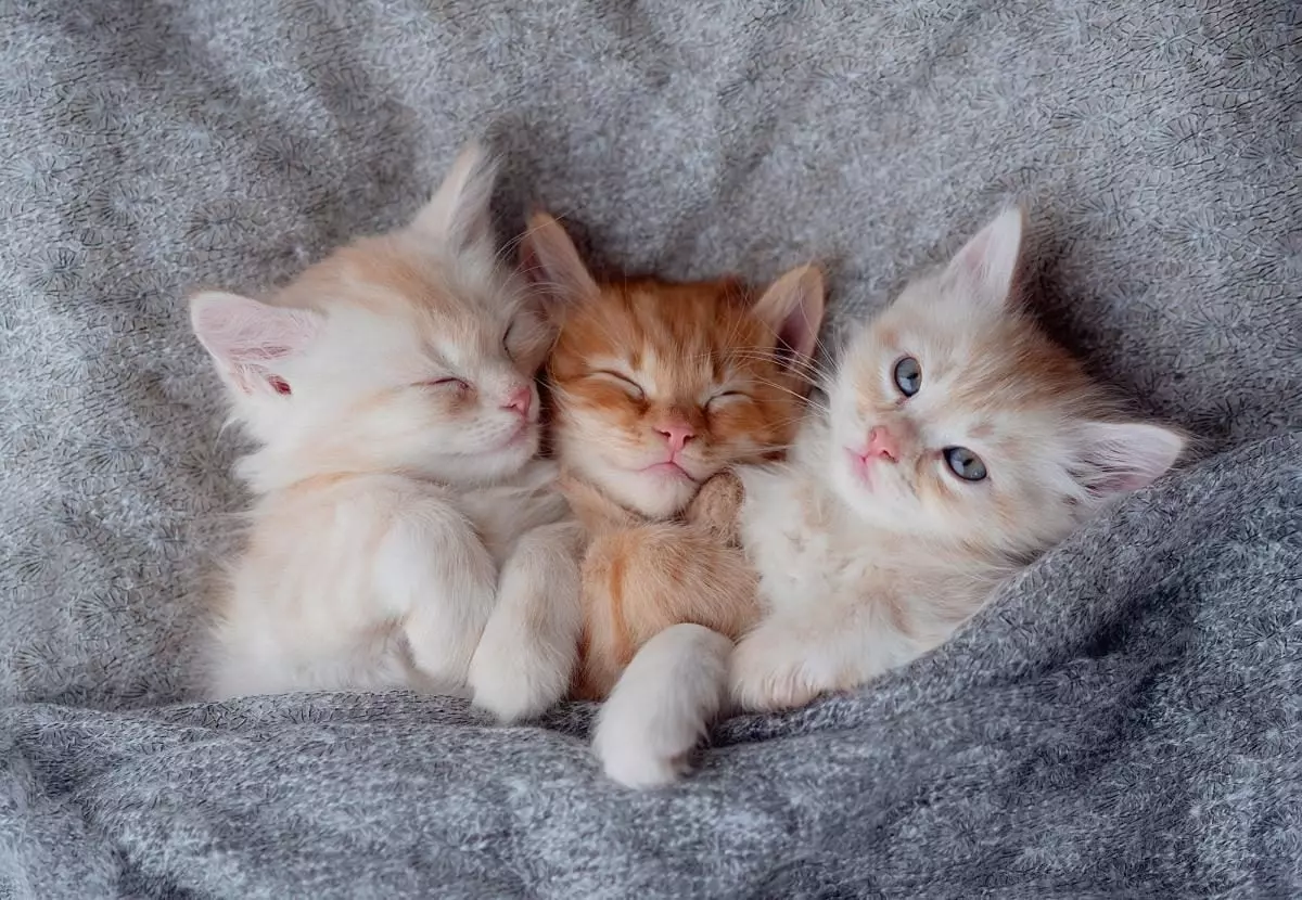 1200 0 1726405485 1970