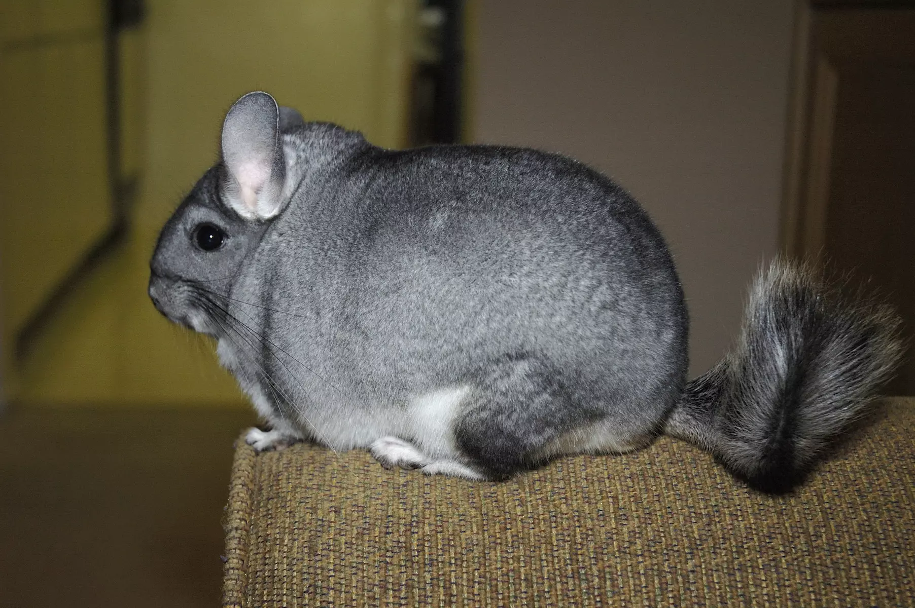 Chinchilla Lanigera1