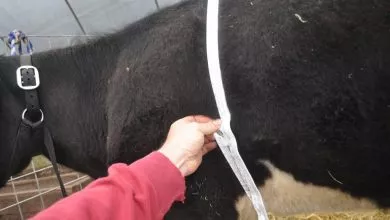 Metod Vymiryuvannya Obhvatu Grudej Korovy 1 1024x680 1