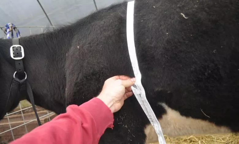 Metod Vymiryuvannya Obhvatu Grudej Korovy 1 1024x680 1