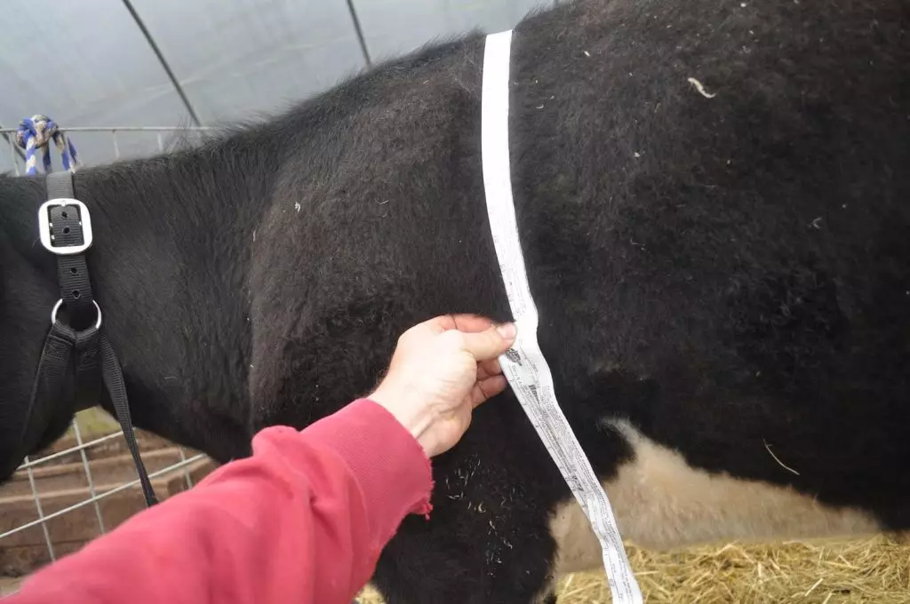 Metod Vymiryuvannya Obhvatu Grudej Korovy 1 1024x680 1