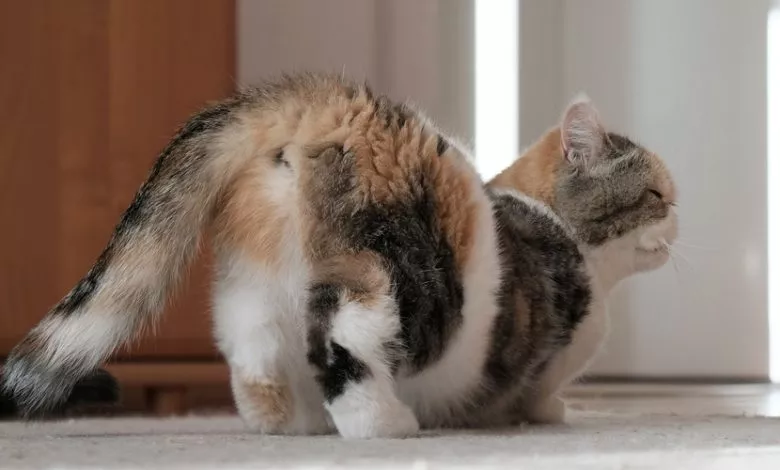 Shutterstock 2197370137 1741075645 E1741075727258